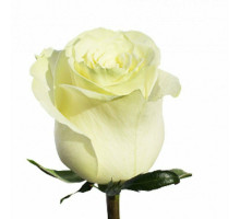 Роза белая "Мондиаль" Эквадор