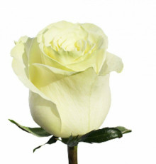 Роза белая "Мондиаль" Эквадор