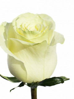 Роза белая "Мондиаль" Эквадор