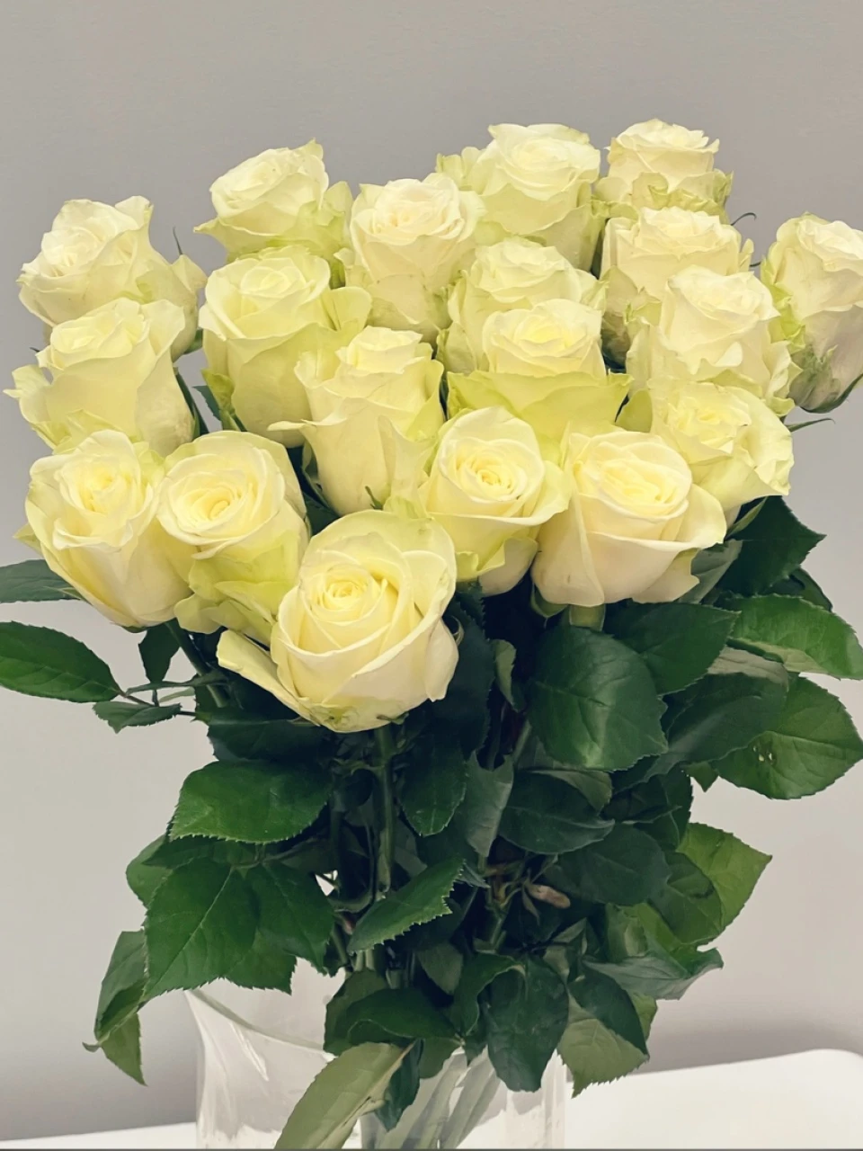 Роза Атена 40 см