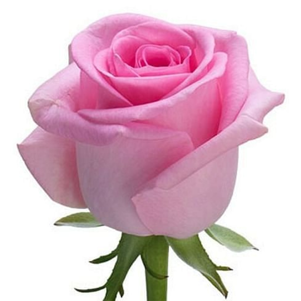 Роза Розовая Ревайвл (Кения) 