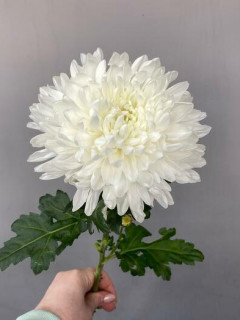 Хризантема Одноголовая