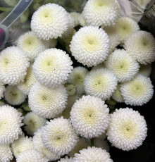 Хризантема Ньютон