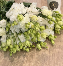 Эустома (микс)