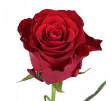 Роза Родос 60 см