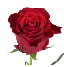 Роза Родос 60 см