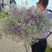 19 веток гипсофила
