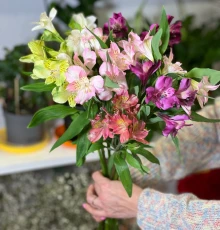 Альстромерия (Микс) Экстра