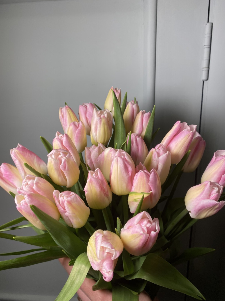 Тюльпан Ферст Класс