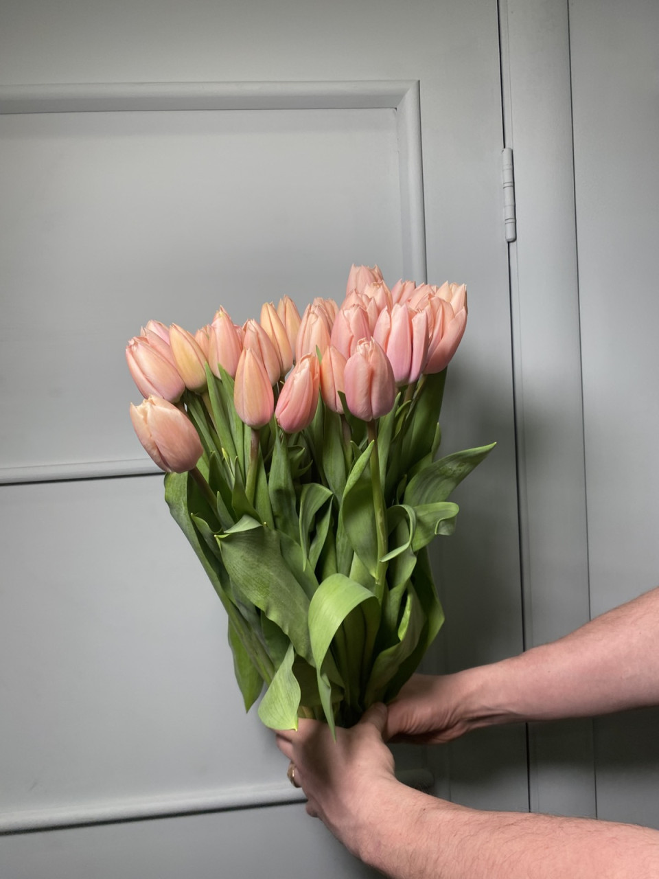 Тюльпан Тайс Бутс