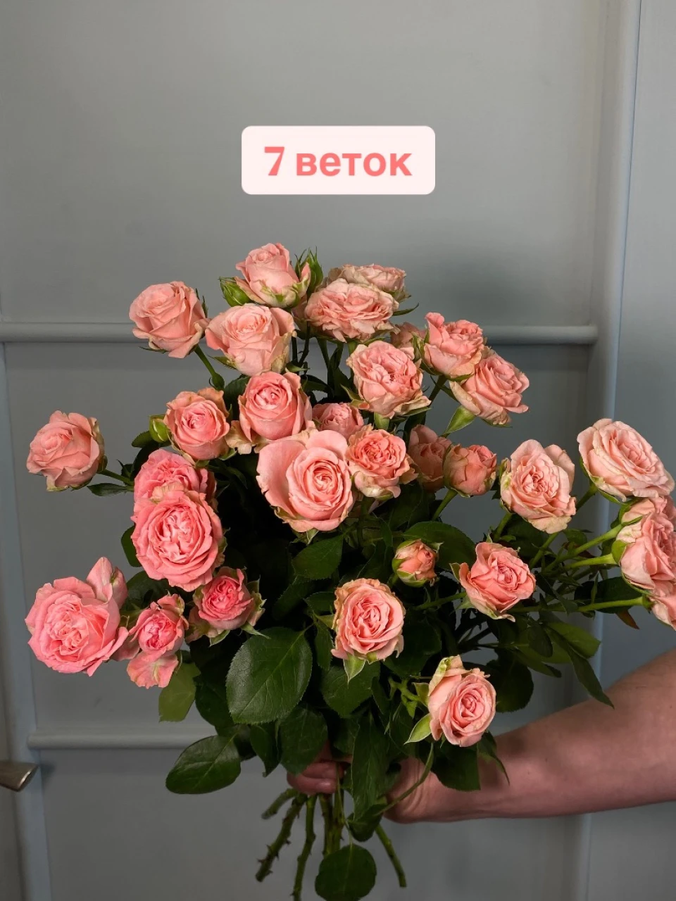 Кустовая роза "Мадам Бомбастик"