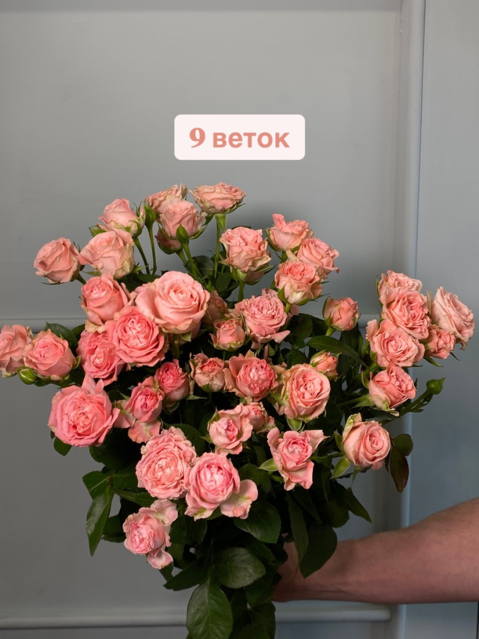 Кустовая роза "Мадам Бомбастик" Кустовая роза "Мадам Бомбастик"