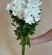 Хризантема "Балтика" белая 