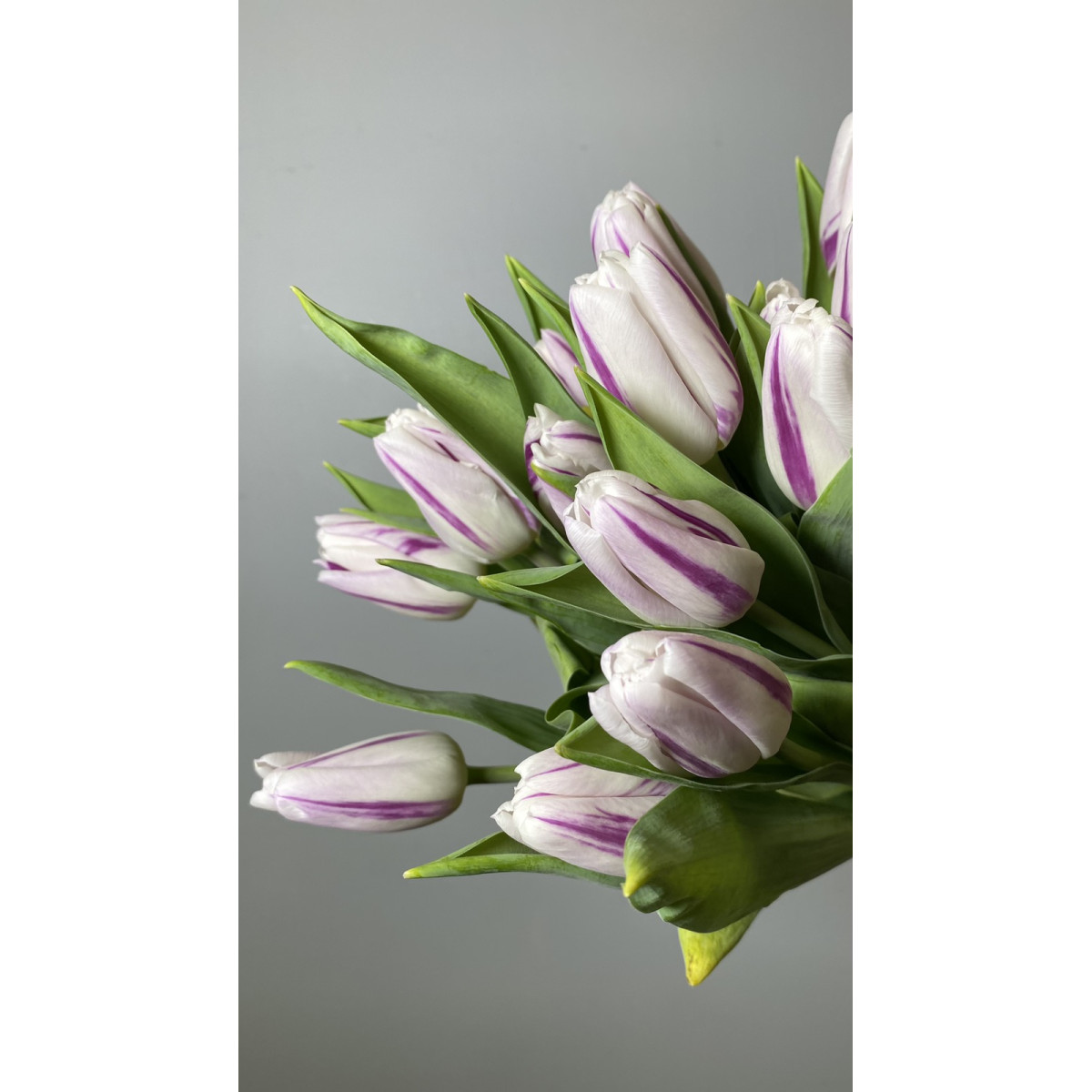 Тюльпан бело-фиолетовый 