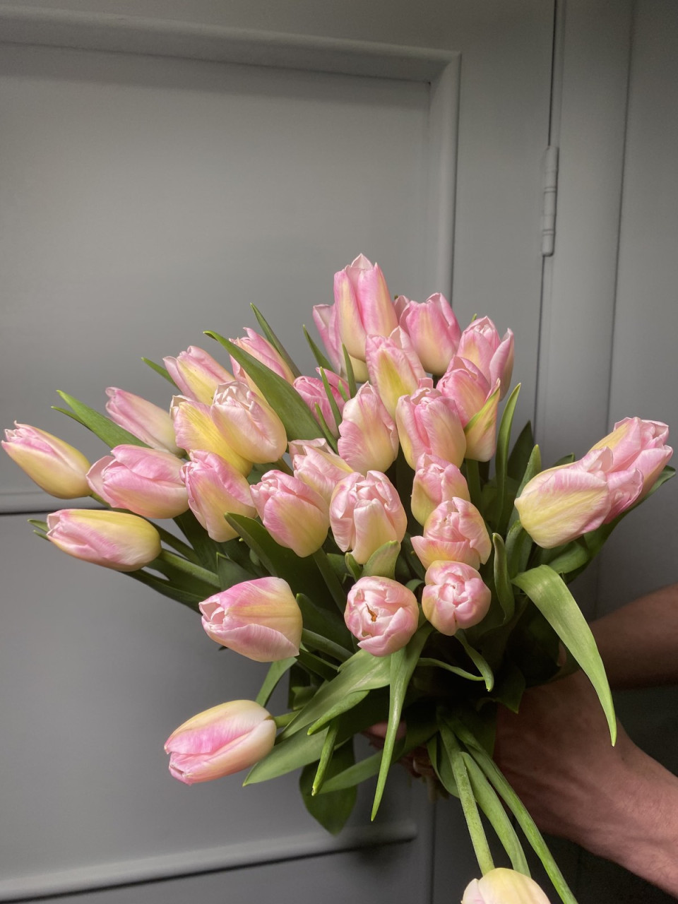 Тюльпан Ферст Класс