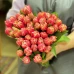 Тюльпан пионовидный Микс (цена за 1 шт)