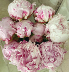 Пион Сара Бернар 