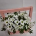 Бокс из ромашек купить 