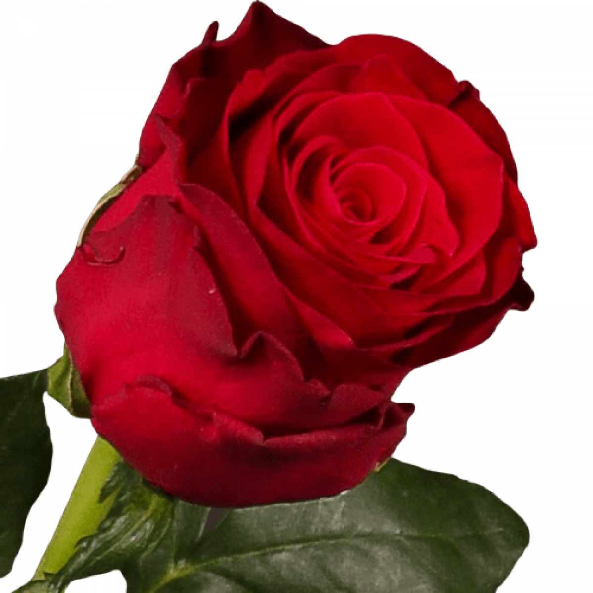 Роза Родос 50 см
