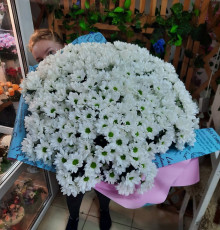 501 ромашка в упаковке 