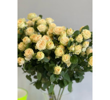 Кустовая пионовидная роза Саммер роуз 
