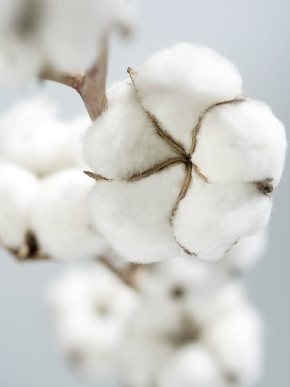Хлопок