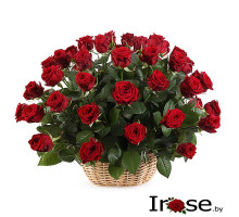 Корзина и 51 красная роза Родос 40 см 