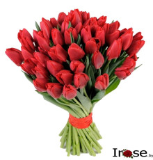 51 красный тюльпан