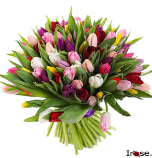 101 разноцветный тюльпан