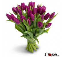 25 тюльпанов  фиолетовых "Веснулька"