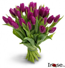 25 тюльпанов  фиолетовых "Веснулька"