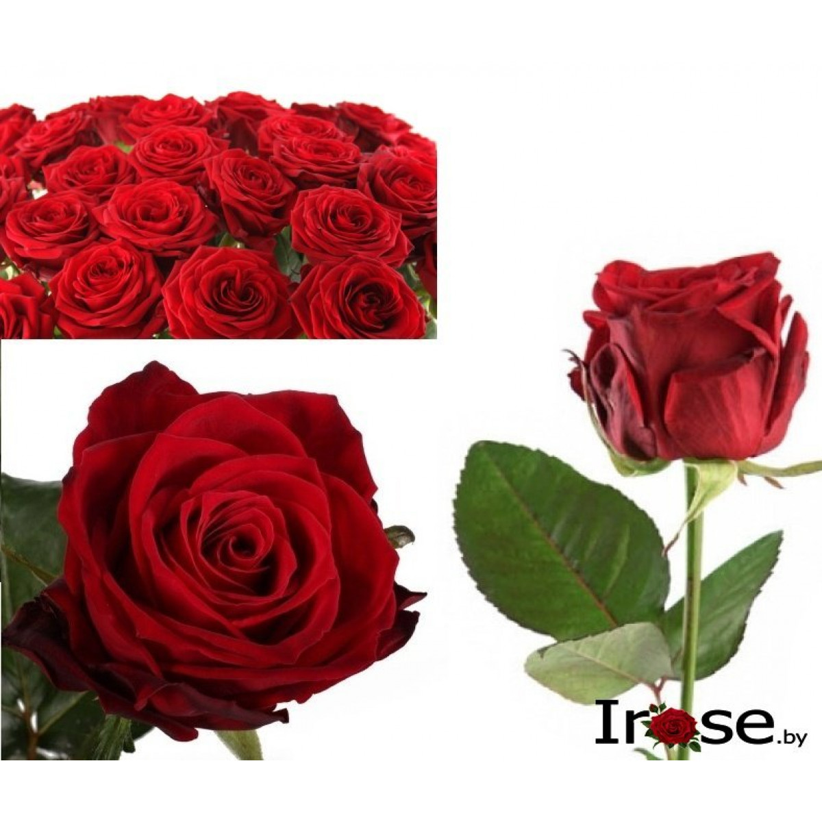 Роза белорусская 40-45 см