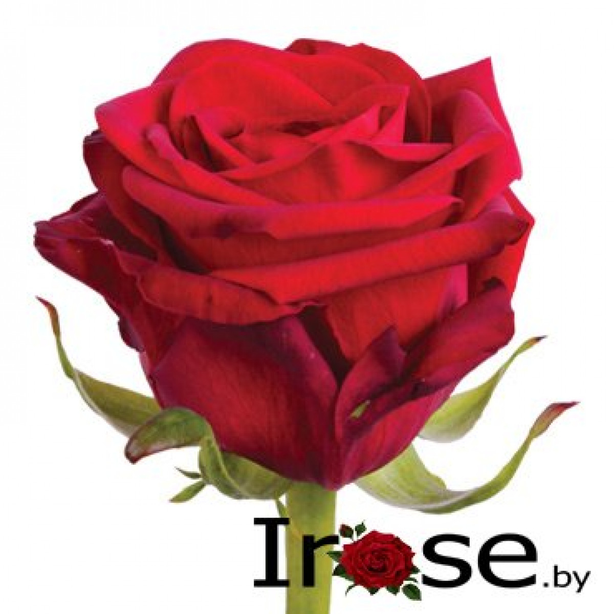 Роза РБ 50-55 см