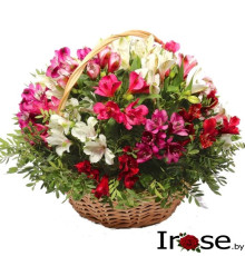 Корзинка Альстромерия (микс) 25шт