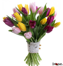 21 тюльпан с лентой