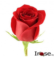 Роза Эквадор Фридом 