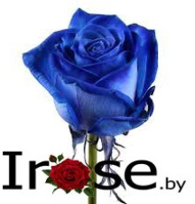 Синяя роза