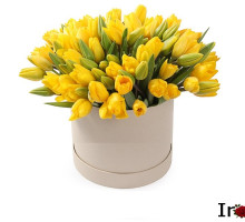 101 тюльпан "Тронг"