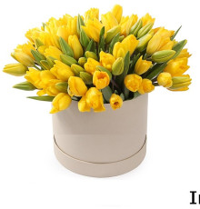 101 тюльпан "Тронг"