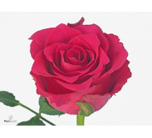 Роза Пинк Радос Розовая 60 см