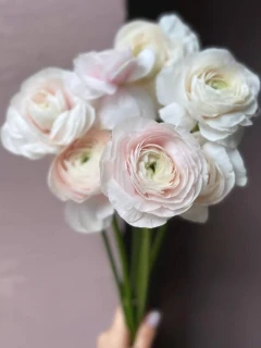 Ранункулюс
