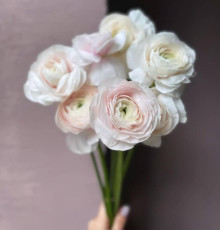 Ранункулюс