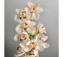 Орхидея 1 цветочек