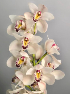 Орхидея 1 цветочек